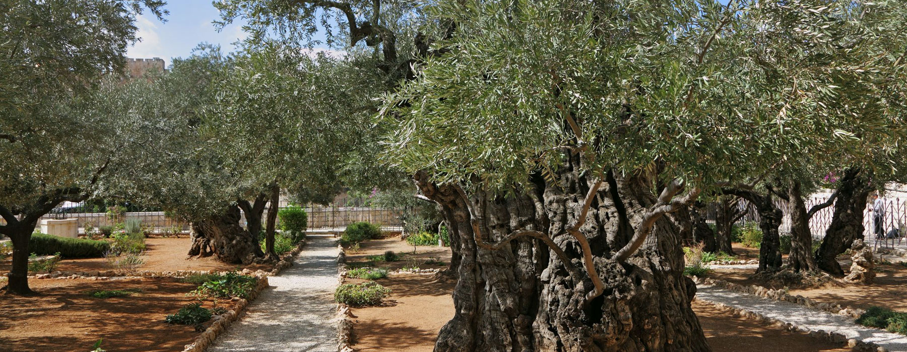 Garden of Gethsemane