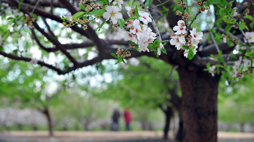 Tu Bishvat | The New Year of Trees